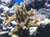 Montipora nach 6 Monaten