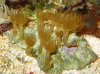 gelbe Krustenanemone